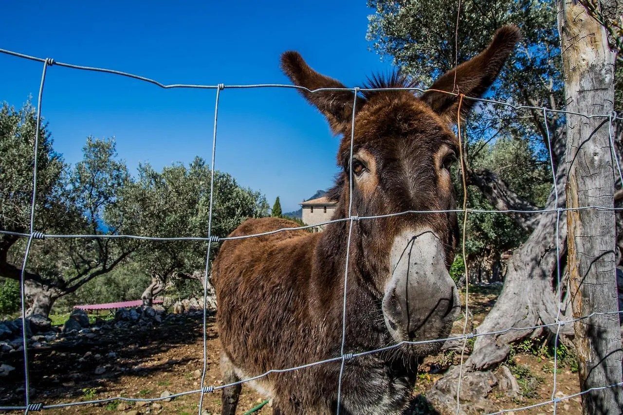Hostel Soller Spain